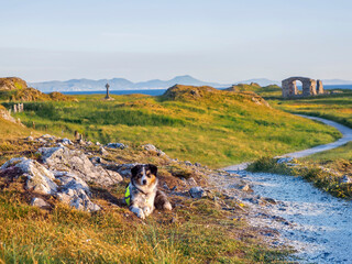 Hund sitz am Newborough BEach in Anglesey Wales - 597813153