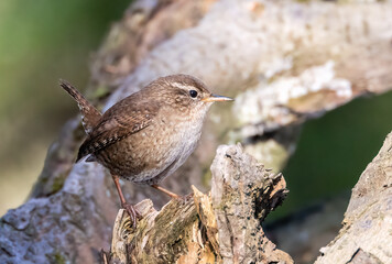 Wren