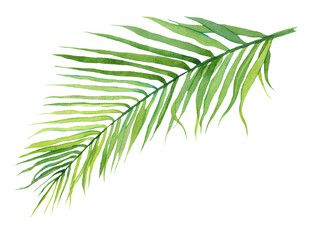 Tropical leaf watercolor illustration. Exotic, tropical greenery, palm leaf. Design and decoration
