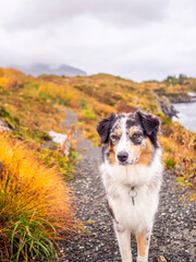 Portrait von einem Hund in Norwegen - 597813305