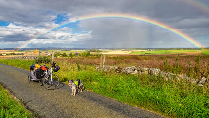 Hund steht neben Fahrrad mit Regenbogen - 597813308