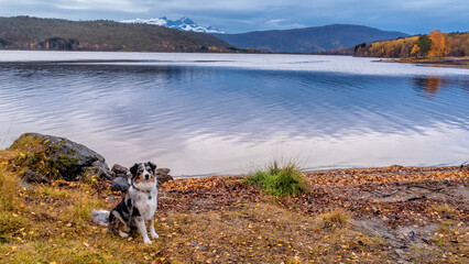 Hund sitzt am See in Norwegen - 597813332