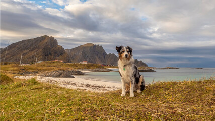 Hund sitzt am Strand an den Lofoten in Norwegen - 597813342