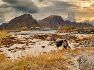 Hund steht am Strand in den Lofoten Norwegen - 597813381
