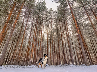 Hund steht im Wald mit Schnee - 597813392