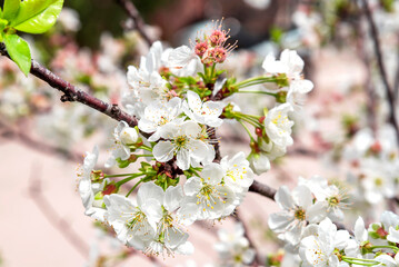 Spring blooming fruit tree branch with white flowers. Cherry tree in bloom. Pink nature background.