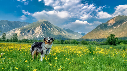 Hund steht auf Wiese Berge - 597813561
