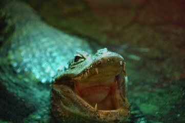 crocodile in the water