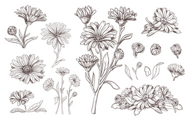 Drawing of the line of a calendula flower. Contour elements isolated on a white background. Vector set. An ingredient for herbal tea, medicinal and cosmetic preparations.