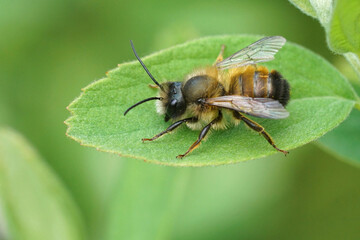 Closeup on a male European red mason bee, Osmia rufa sitting on a green leaf