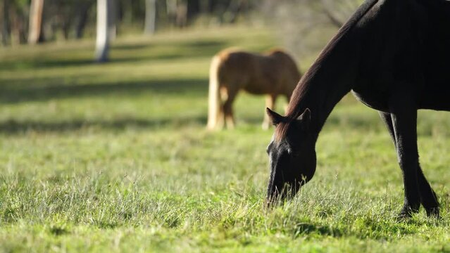 Beautiful Horse in a field on a farm in Australia. Horses in a meadow
