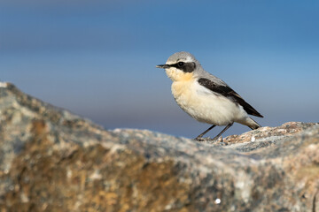 Obraz premium northern wheatear