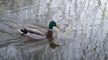 Mallard duck on the water