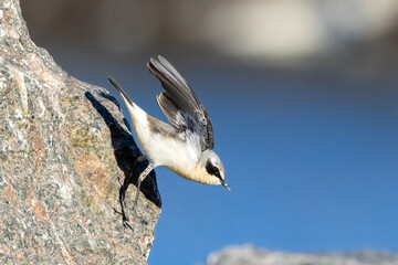 northern wheatear