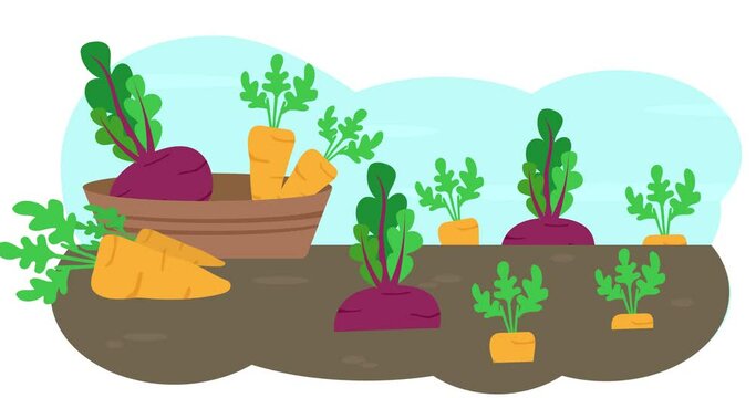 Growing and harvesting. Gardening, planting vegetables, flat design vector graphic. Vegetables in the garden. 2D 4K	