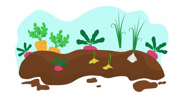 Growing vegetables in the garden. Planting vegetables, flat design vector graphic. Vegetables in the garden. 2D 4K	