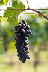 Bunch of red wine grapes.