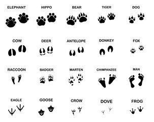 Large set of animal and bird footprints isolated on white.