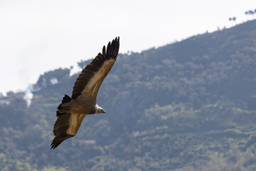 The Eurasian griffon vulture (Gyps fulvus) in Sicily, Italy.