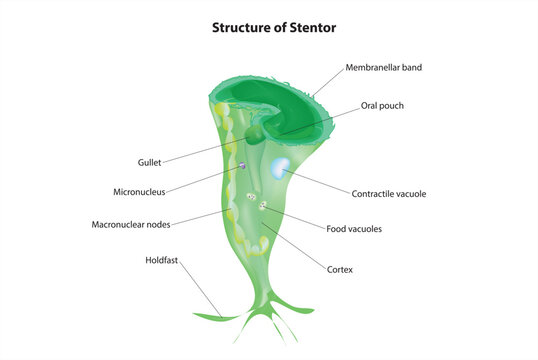 structure of stentor