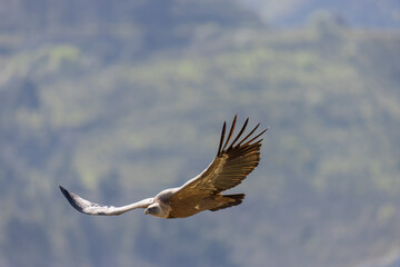 The Eurasian griffon vulture (Gyps fulvus) in Sicily, Italy.