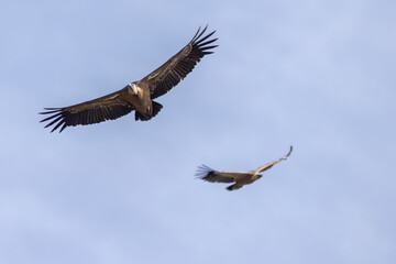 The Eurasian griffon vulture (Gyps fulvus) in Sicily, Italy.