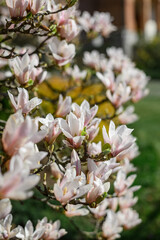 Magnolia tree in bloom. Magnolia close-up. spring mood.