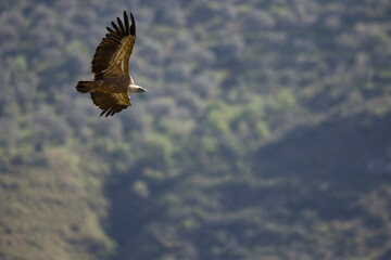 Obraz premium The Eurasian griffon vulture (Gyps fulvus) in Sicily, Italy.