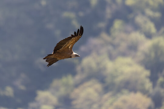 The Eurasian griffon vulture (Gyps fulvus) in Sicily, Italy.