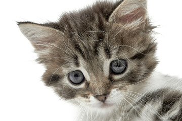Close-up of a small kitten's muzzle on a white background