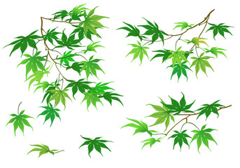 Summer branches hang from above with green leaves on a white background. Japanese maple in cartoon style. Vector. Spring background.