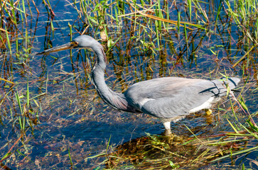 Blue Heron (Egretta caerulea) in a central Florida pond. Florida