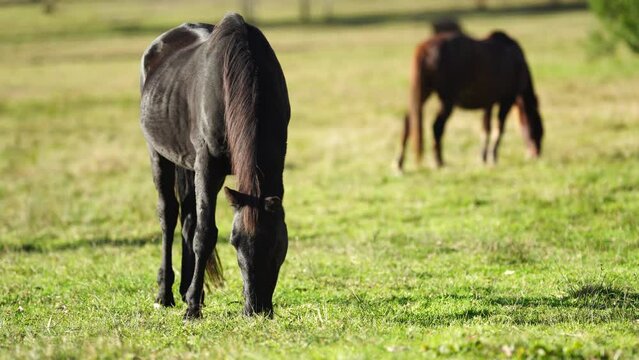 Beautiful Horse in a field on a farm in Australia. Horses in a meadow