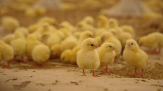 Many little chickens in a chicken farm.