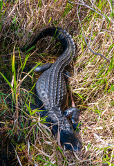 A wild American Alligator (Alligator mississippiensis) slowly and quietly swims across
