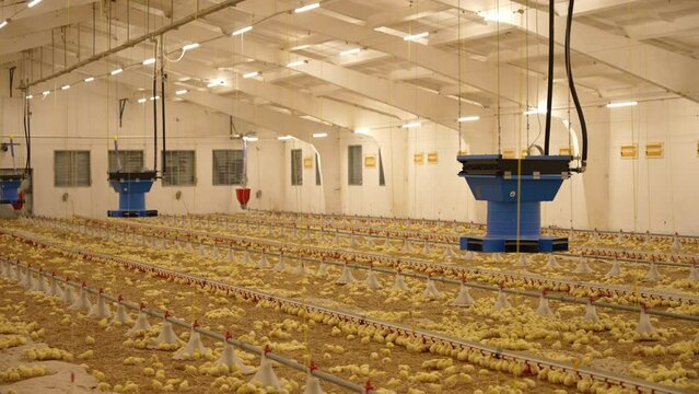 Breeding chickens in a poultry factory