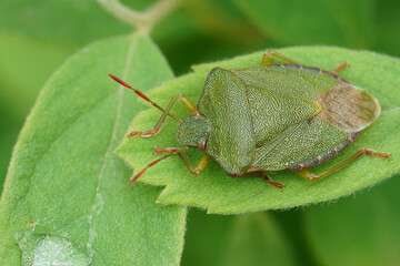 Closeup on a green shieldbug, Palomena prasina sittingh on a green leaf