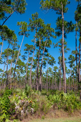 Low-growing palm trees under coniferous trees in the vicinity of a swamp in Florida