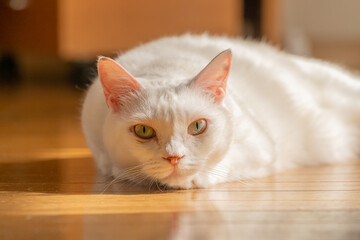 寝そべる可愛い白猫　日向ぼっこ