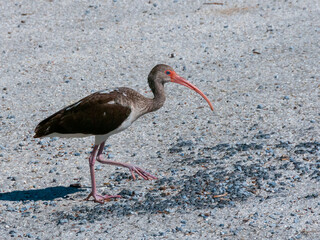 Birds USA. American white ibis (Eudocimus albus), dark juvenile walks the ground, Florida