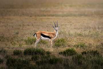 A lonely wild springbok antelopes in the savannah in the Serengeti National Park, Tanzania, Africa, gazelle
