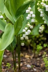 Obraz premium Macro de fleurs de muguet