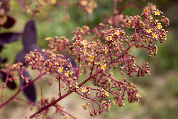 Floraison de l'arbre à perruque au printemps