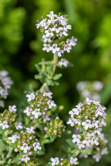 Fleurs de thym