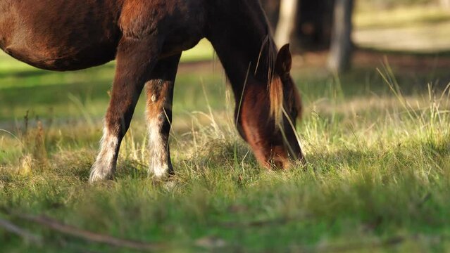 Beautiful Horse in a field on a farm in Australia. Horses in a meadow