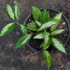 Plant Power and little 