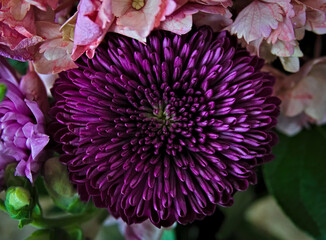 Close up of purple flower in bouquet. Botany/flower stock photo.