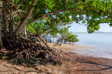 Mangroves on the coast of the Gulf of Mexico in Florida