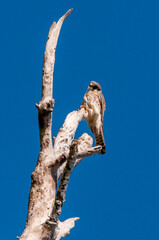 Birds USA. Northern Harrier (Circus hudsonius), Florida