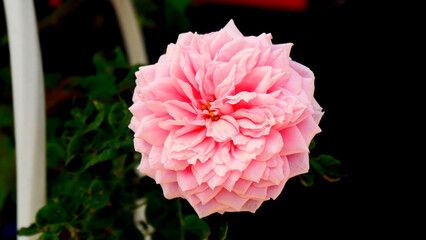 pink cherry blossoms in the garden beautiful and natural with green bokeh background.